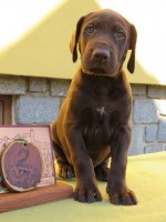 /album/fotogalerie-vrh-z/2-pes-hnedy-3-jpg2/